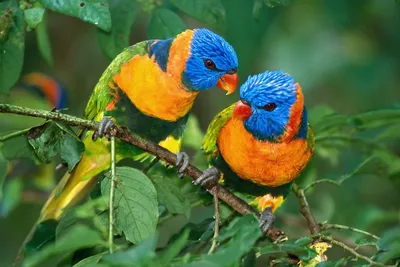 Необычные птицы нашей планеты - Press.lv