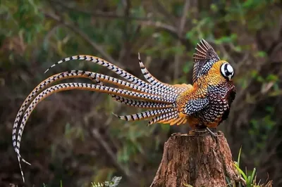 Необычные птицы (52 лучших фото)
