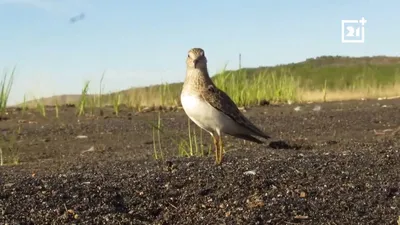 Даурский заповедник - Саджи - необычные птицы Даурии