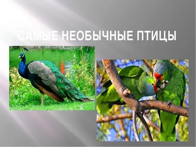 Редкие и необычные... - Общество охраны птиц Узбекистана | Facebook