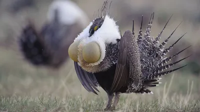 Самые странные и необычные птицы... - YouTube