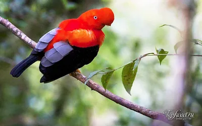10 птиц с самыми необычными защитными механизмами - АЗЕРТАДЖ