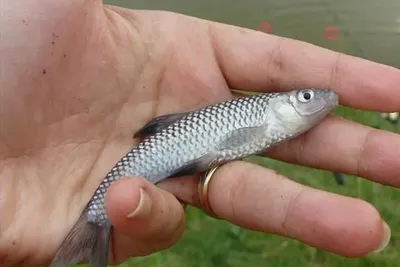 Необычная рыба попалась рыбакам в Куйбышевском водохранилище