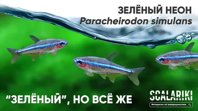 Неон, океан, милая изумительная рыба…» — создано в Шедевруме