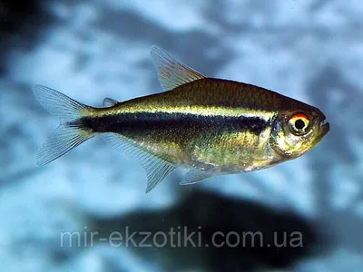 Купить Неон красный Paracheirodon innesi - Danio.com.ua