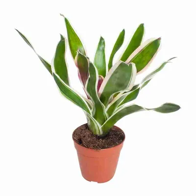 Neoregelia capixaba - Florariumplants