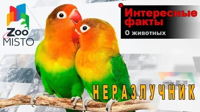 ПОПУГАИ-НЕРАЗЛУЧНИКИ: ОСНОВНЫЕ ВИДЫ - LOVE FERPLAST