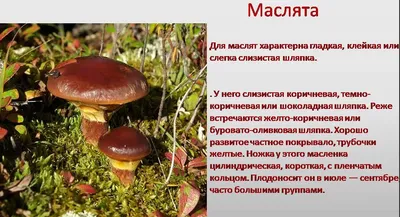 Груздь водянистозоновый (Lactarius aquizonatus) – Грибы Сибири