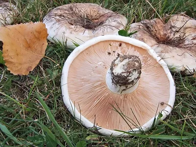 Груздь чёрный - Lactarius necator - Грибы Уломы Железной