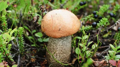 Груздь настоящий (Lactarius resimus) – Грибы Сибири