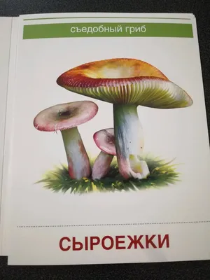 Груздь. Деликатес грибной засолки - «Регион». Журнал о Республике Коми