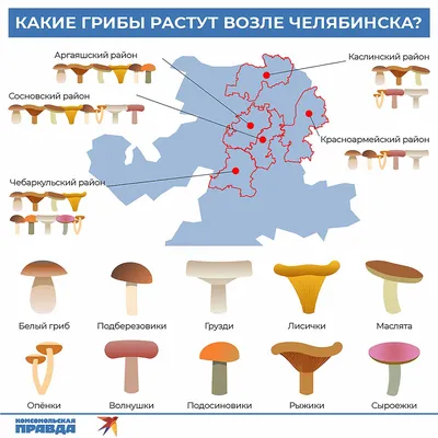 Съедобные грибы в России: названия, описание, внешний вид, фото, где  растут: Природа: Моя страна: Lenta.ru