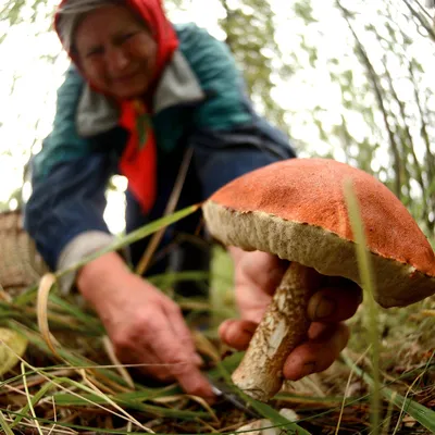 Тест - грибы похожие на грузди. Как их различать, проверьте себя по фото и  прочитайте объяснение | Грибной Дневник Лидии Бам | Дзен