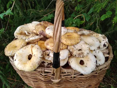 Lactarius (Lactifluus) glaucescens, Груздь (млечник) сизоватый