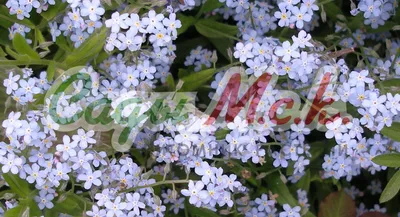 Незабудка садовая \"Синяя корзинка\" Гавриш - «Голубые мечты о синей незабудке  в саду. Легенды о цветке, как выращивать незабудку и может ли она расти  многолетней» | отзывы
