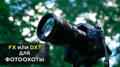 Nikon D5500 VS Nikon D750 для Фото охоты 300мм F4 FL - YouTube