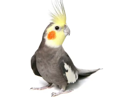 Корелла (Nymphicus hollandicus) попугай