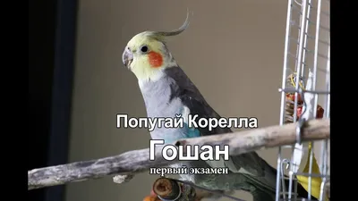 Содержание попугая нимфы кореллы - ч.1 | Климат-гарантия | Дзен