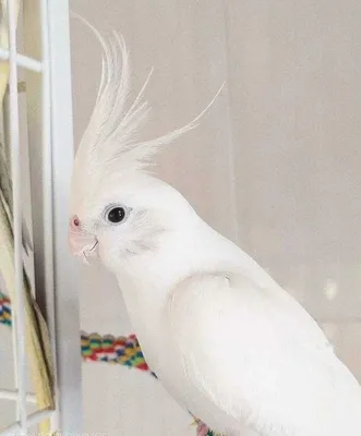 Попугай Нимфа Корелла белая безщокая - 1200 грн, купить на ИЗИ (11258589)
