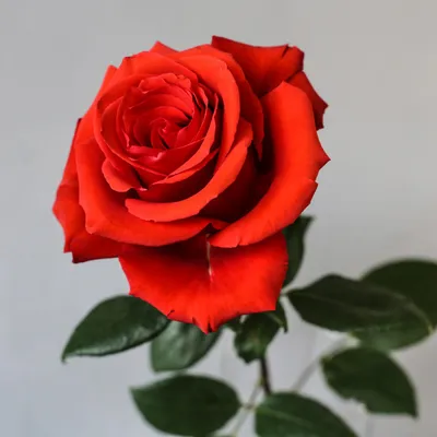 Алое сердце: стойкая роза Нина по цене 3015 ₽ - купить в RoseMarkt с  доставкой по Санкт-Петербургу