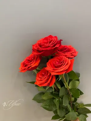 Букет цветов из 15 роз \"Нина\"