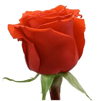 Розы дешево - Купить букеты роз в СПб. Роза 1шт. 80 р. 60 см. Заказать  букет роз Эквадор на любой повод с доставкой по СПб. Цветы с доставкой до  адреса по низкой