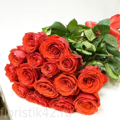 Роза красная Нина Вейбулл: купить саженцы зимостойкого сорта роз