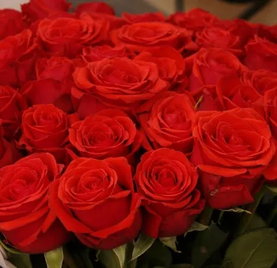 Купить 51 роза нина (эквадор) 60 см в Москве - 7 650 руб. | Бесплатная  доставка