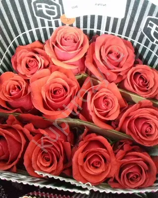 Букет из 25 роз сорт Nina, купить в Ростове-на-Дону недорого 🌸 по цене 7  990 ₽ с доставкой