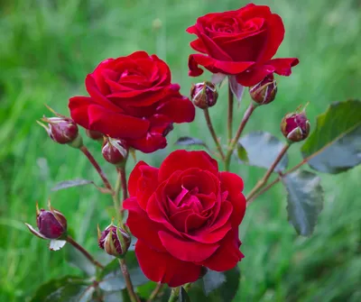 Роза Нина 50 см 🌹 в Барнауле- Просто цветы