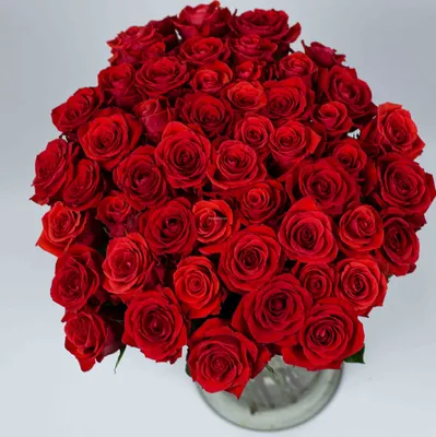 А) 51 Роза \"Нина\" 70 см (Эквадор) (Премиум) и скидки в интернет магазине  цветов Роз Новоросс