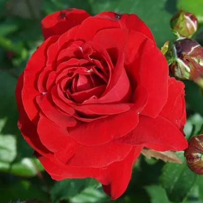 Букет из розы Нина #33 - ODUVAN