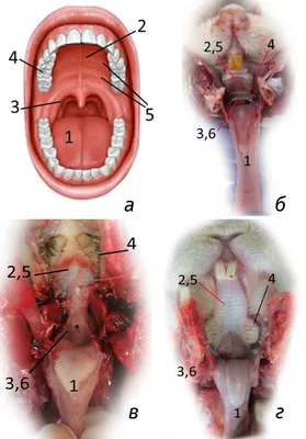 Сравнительная анатомия ротовой полости экспериментальных животных и человека  | Лабораторные животные для научных исследований