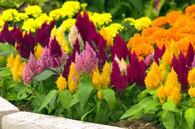 Низкорослые цветы для клумбы, цветущие все лето: названия и фото |  Сад,огород,цветник | Постила