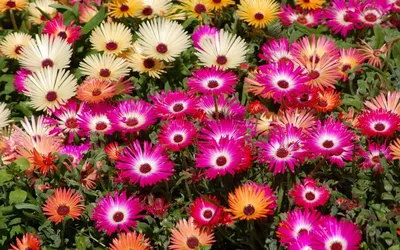 ИркСиб - Полмиллиона цветов для городских клумб