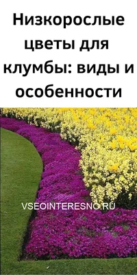 Многолетние низкорослые цветы: 8 названий лучших видов для вашей дачи (с  фото) - Дом Mail.ru