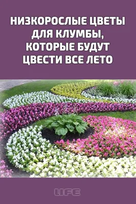 Низкорослые цветы для клумбы: виды и особенности | Клумбы, Растения, Цветы