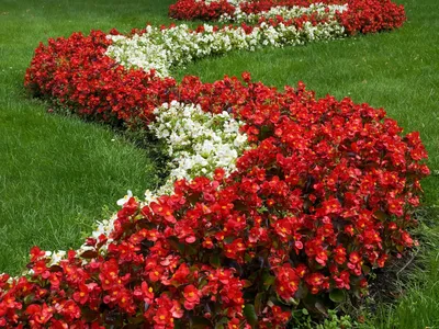 Красные невысокие цветы для клумбы - 68 фото