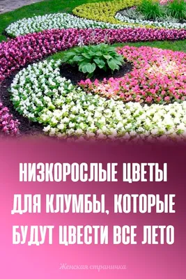 Низкорослые цветы для клумбы, цветущие всё лето | Школа садовода | Дзен