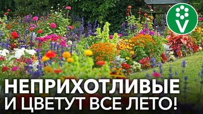 Бордюрные цветы: названия и фото однолетних и многолетних цветов для  украшения дорожек