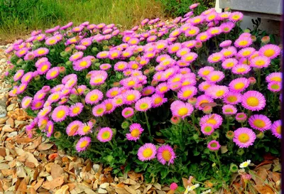 Лучшие низкорослые цветы для клумбы, цветущие все лето | ВКонтакте