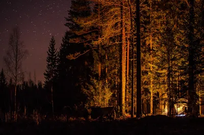 Ночь в лесу фото фото