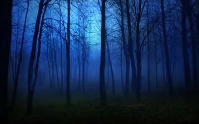 Звёздная ночь в лесу :: Анатолий Кувшинов – Социальная сеть ФотоКто