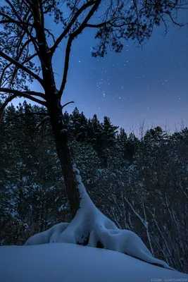 Зимняя ночь в лесу...