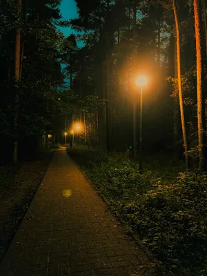 Ночной лес (137 фото) - 137 фото