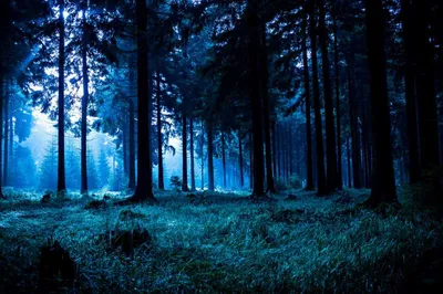 Ночь в лесу — Фото №186076