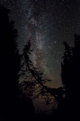 Ночь в сказочном зимнем лесу :: Сергей – Социальная сеть ФотоКто