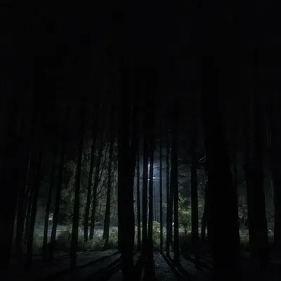 Туманный ночной лес - 63 фото