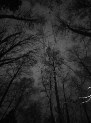 Ночной лес | Пикабу