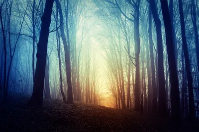 Ночной лес (2560x1440) - Обои - Природа